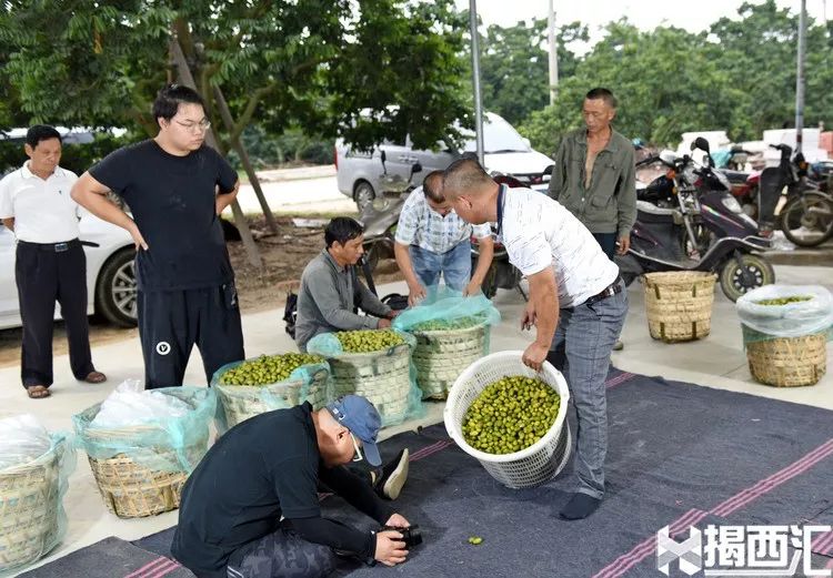 橄榄镇鲜甜味主食_致富经香甜橄榄_致富经油橄榄