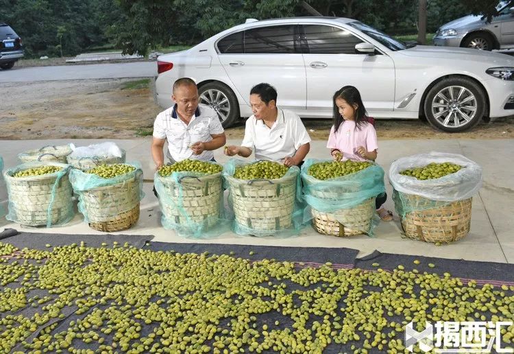 致富经香甜橄榄_致富经油橄榄_橄榄镇鲜甜味主食