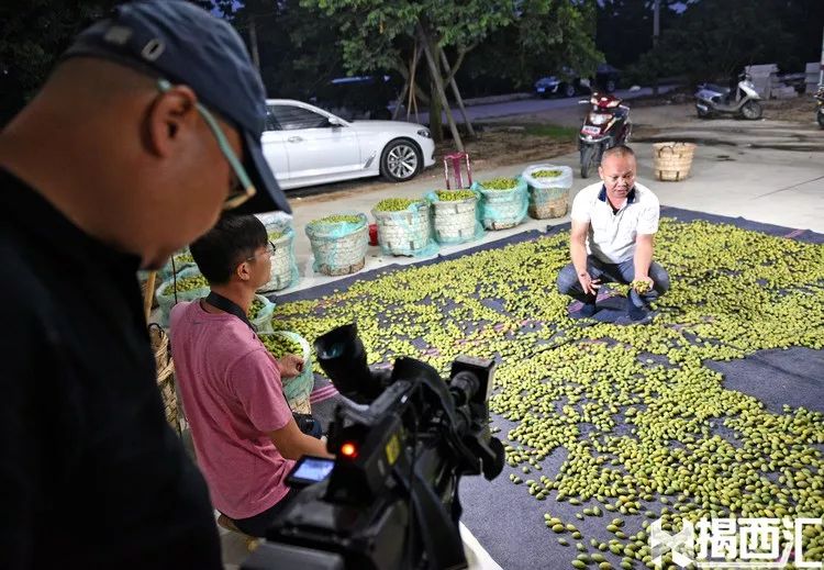 致富经油橄榄_橄榄镇鲜甜味主食_致富经香甜橄榄