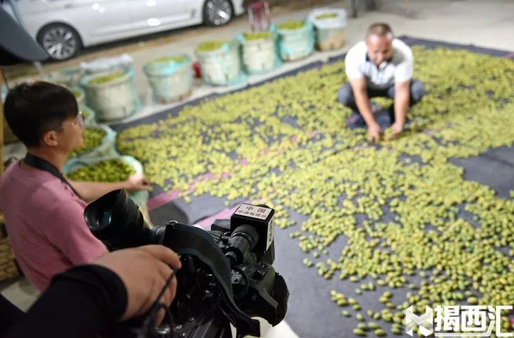 致富经油橄榄_橄榄镇鲜甜味主食_致富经香甜橄榄