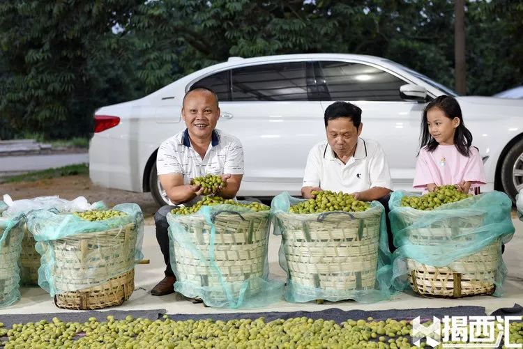 致富经香甜橄榄_橄榄镇鲜甜味主食_致富经油橄榄