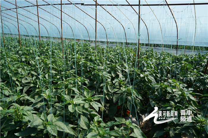 彩椒的种植时间_彩椒种植技术视频_彩椒种植时间及技术