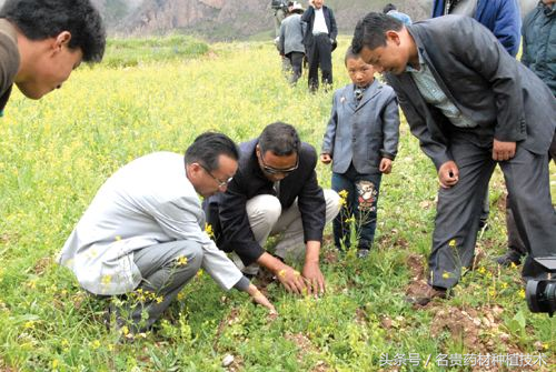 中药材致富_中药种植致富秘方_致富经种植中药材视频