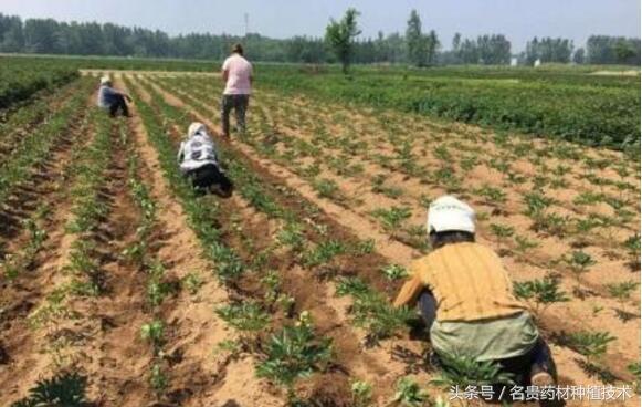 中药材致富_致富经种植中药材视频_中药种植致富秘方