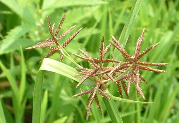 中药种植致富秘方_致富中药秘方种植视频_种植致富药材