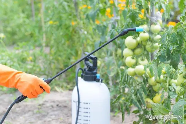 浅谈大棚蔬菜种植技术及病虫害防治，该如何实施，点进来学习下吧