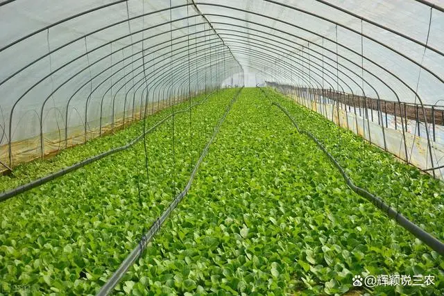 大棚种植技术_哈密瓜大棚种植技术_反季节蔬菜大棚种植技术