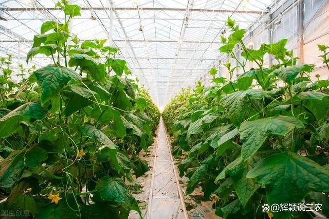 大棚种植技术_反季节蔬菜大棚种植技术_哈密瓜大棚种植技术