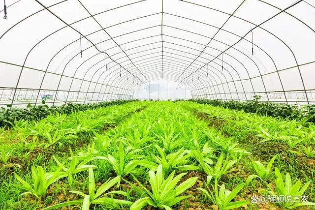 大棚种植技术_哈密瓜大棚种植技术_反季节蔬菜大棚种植技术