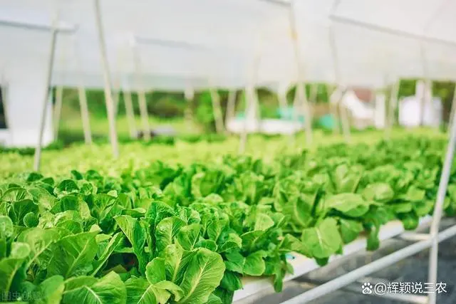 哈密瓜大棚种植技术_大棚种植技术_反季节蔬菜大棚种植技术