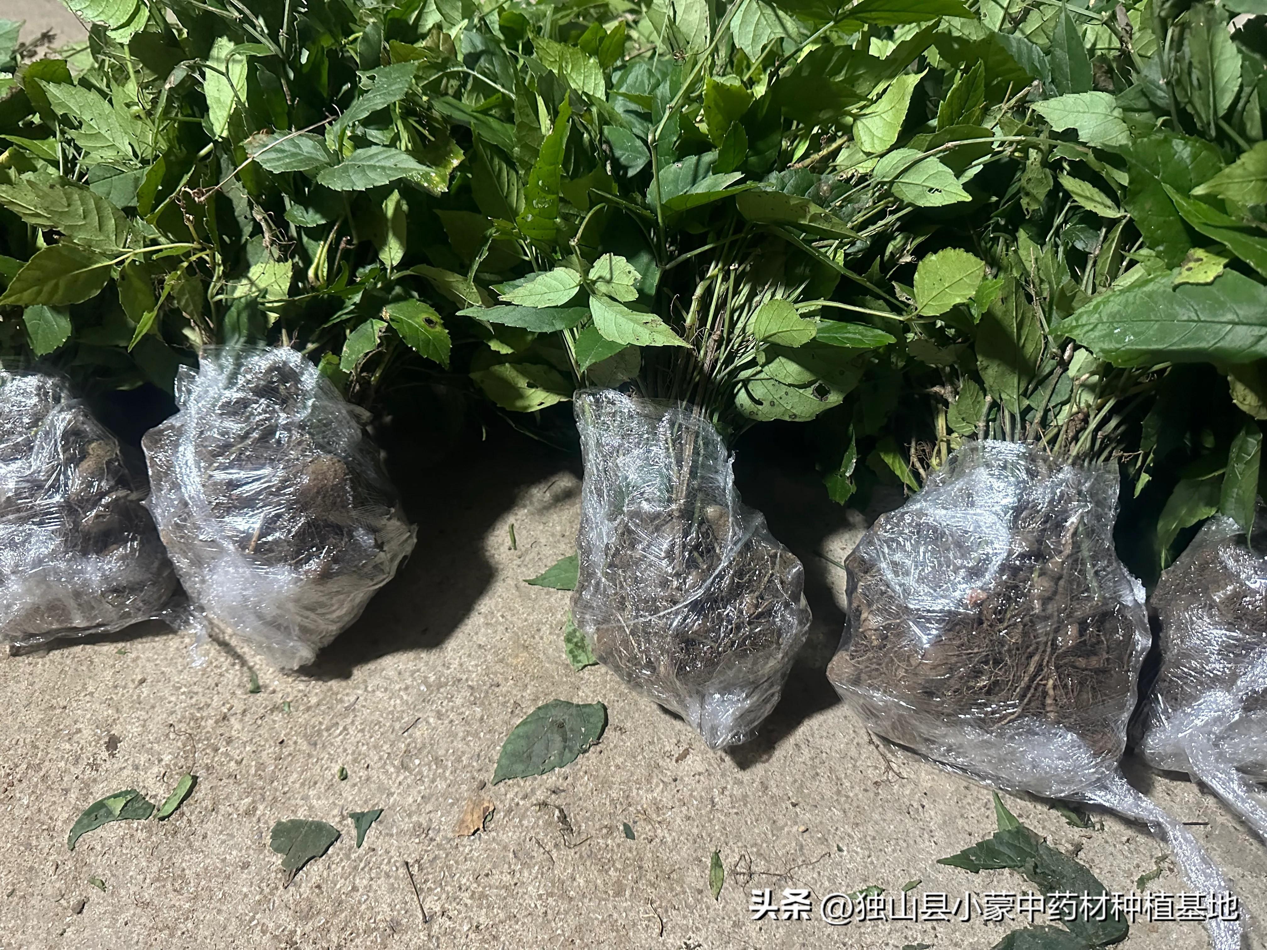 中药材种植致富经_种植致富药材_中药种植致富秘方