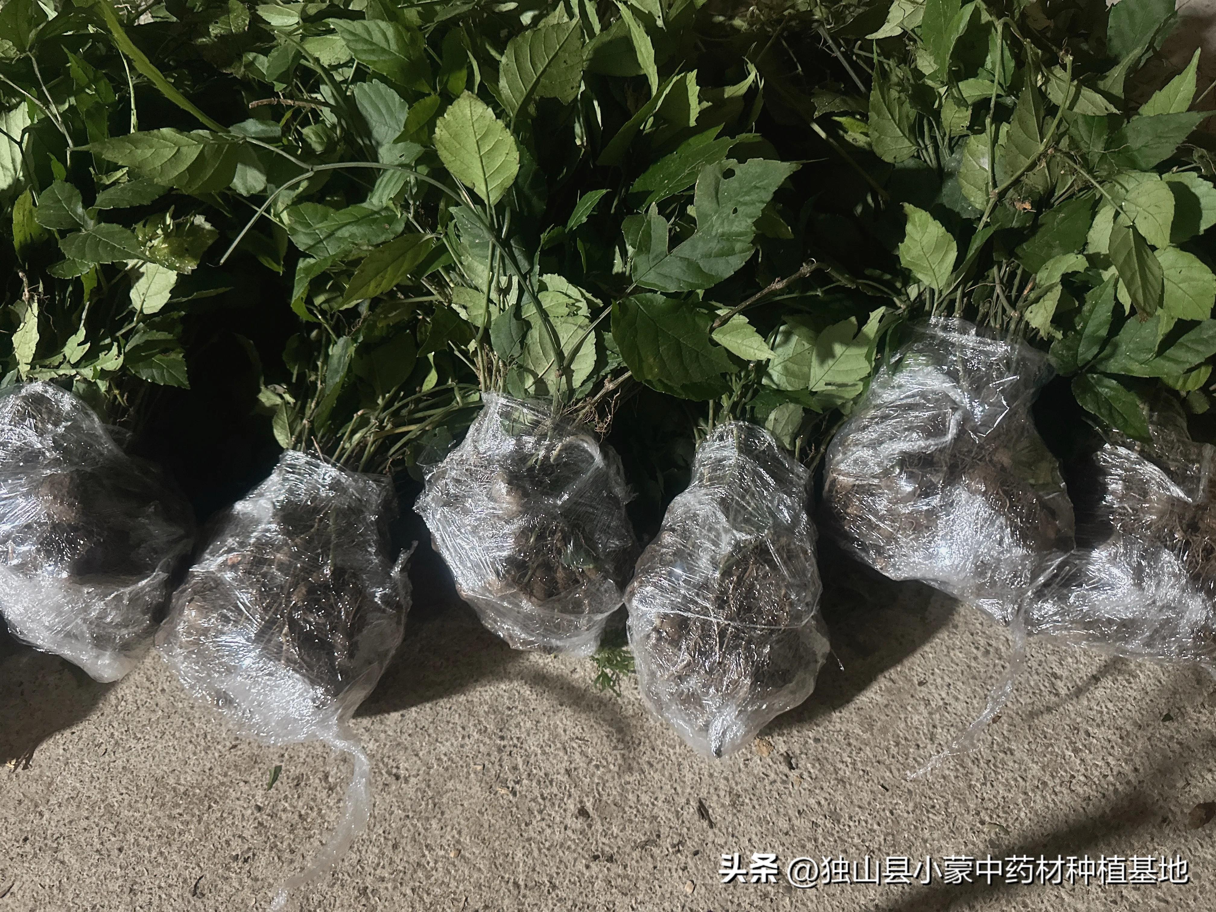 中药材种植致富经_种植致富药材_中药种植致富秘方