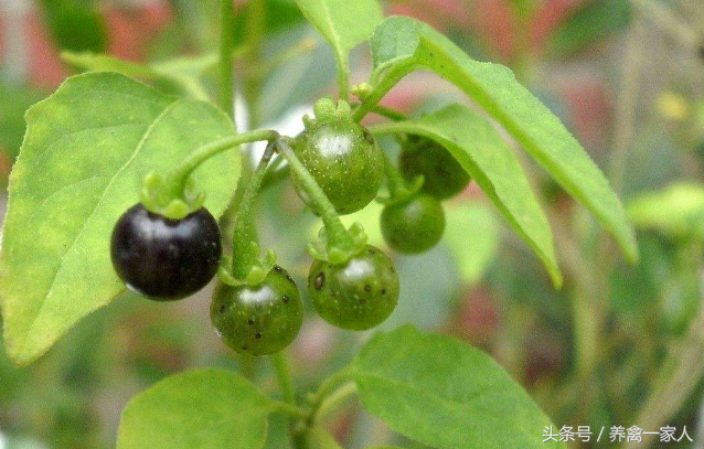 中药材种植致富经_致富中药秘方种植视频_中药种植致富秘方