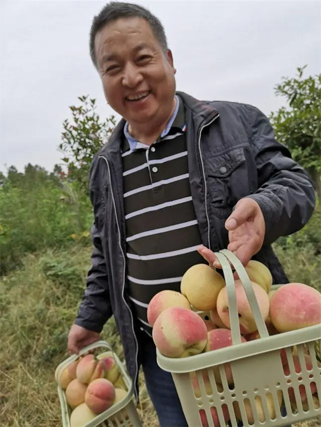 致富种植冬桃视频_致富种植冬桃怎么样_冬桃种植致富