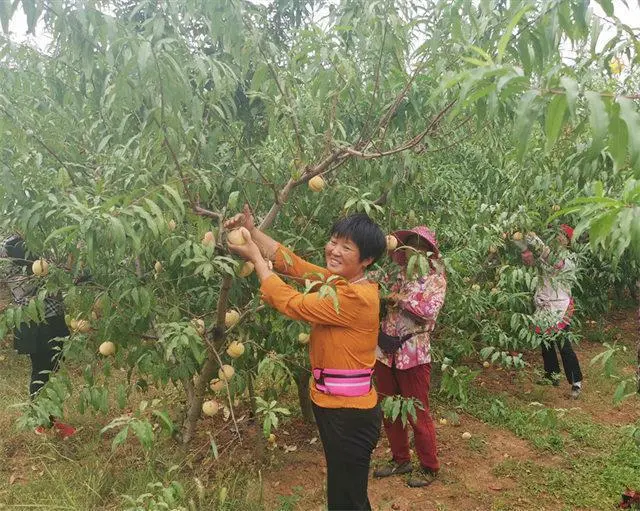 致富种植冬桃视频_冬桃种植致富_致富种植冬桃怎么样