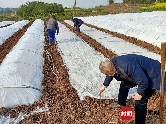 甜高梁种植致富_饲用甜高梁的种植_高产甜高粱种植技术