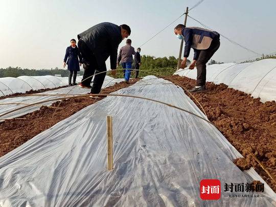 高产甜高粱种植技术_甜高梁种植致富_饲用甜高梁的种植