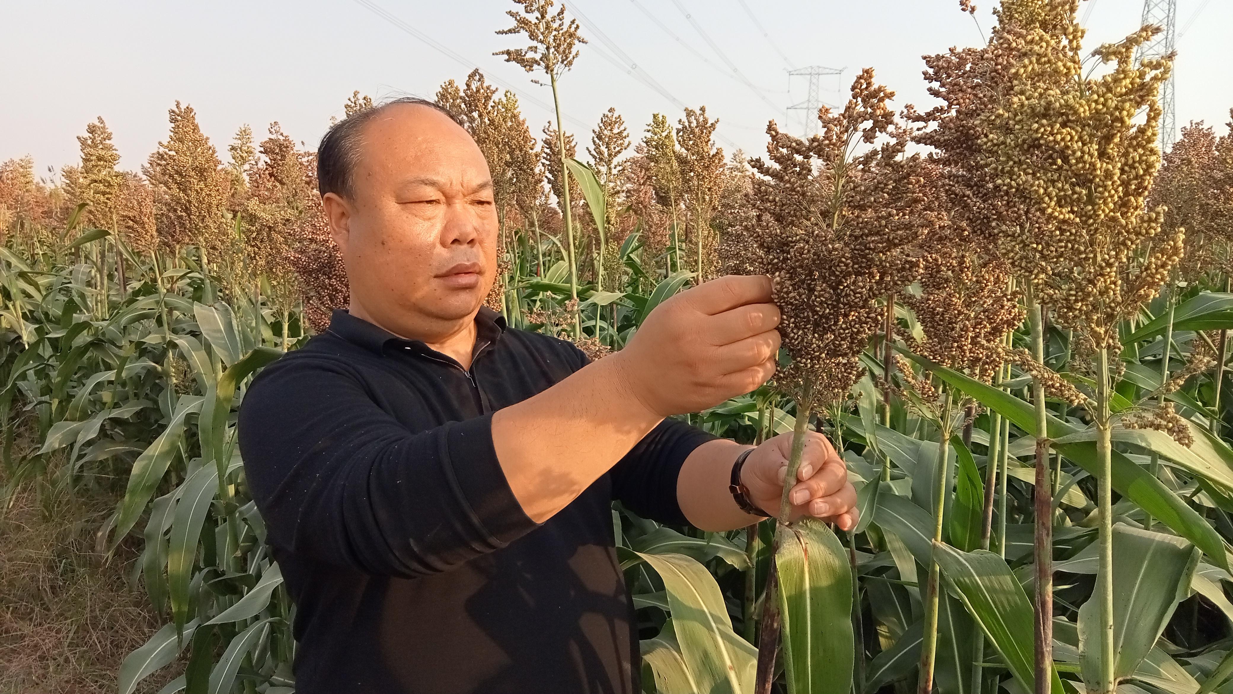 甜高梁种植致富_高产甜高粱种植技术_饲用甜高梁的种植