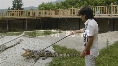 赴泰国学技回温养鳄鱼 揭秘亿万富翁吴皇投致富经