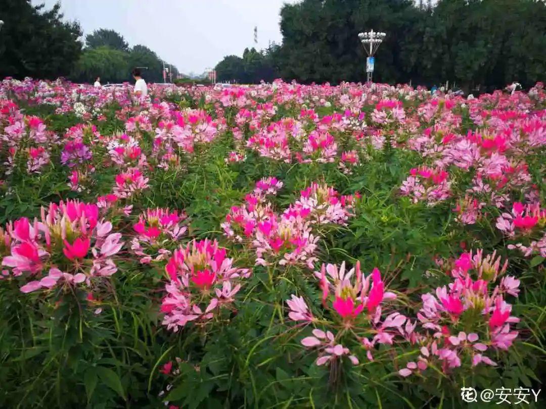 20种草籽花，自己发芽，自己开花，真省心