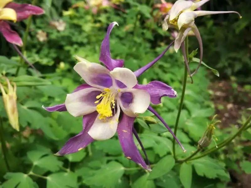 20种草籽花，自己发芽，自己开花，真省心