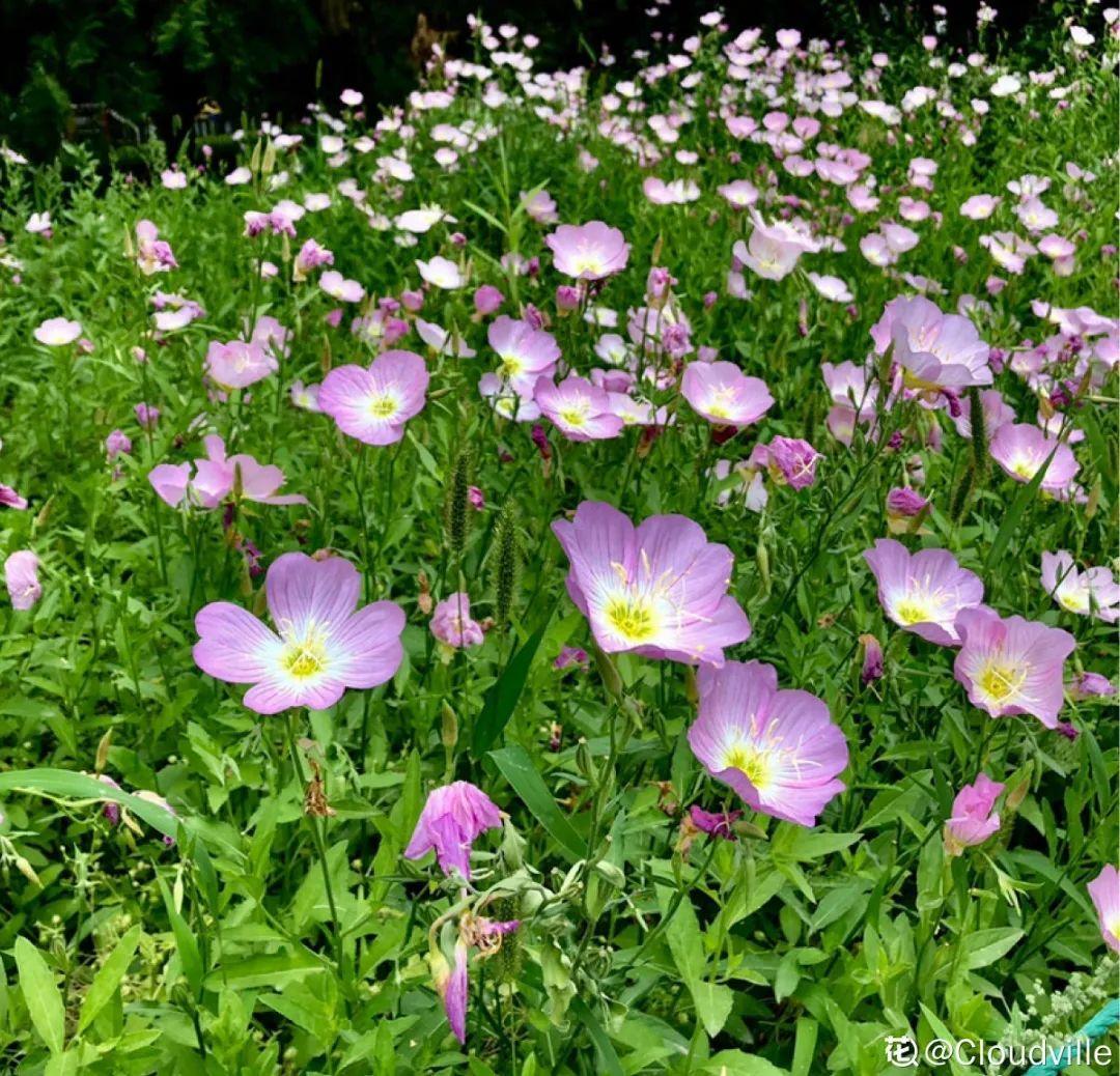 20种草籽花，自己发芽，自己开花，真省心