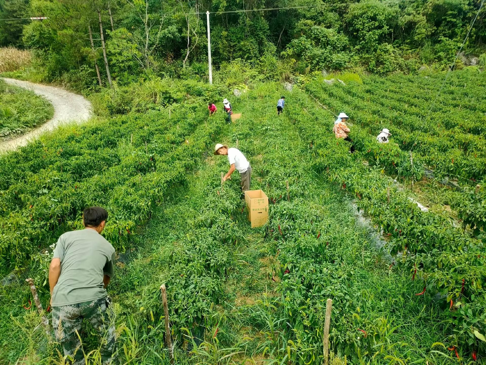 恩施鹤峰：拎稳“菜篮子” 丰富“果盘子” 撑起“钱袋子”