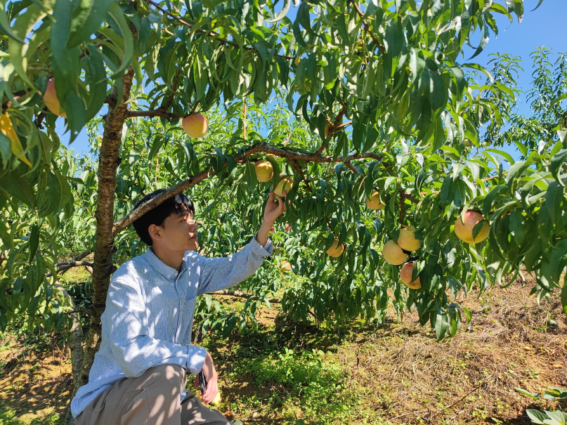 冬桃种植致富_种植冬桃效益怎样_致富种植冬桃怎么样