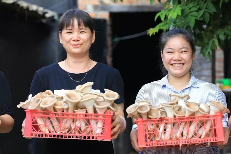 农种网下载_农业种植技术的网站_农一网种植技术