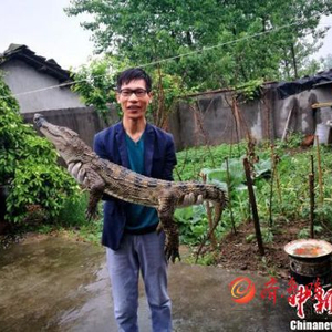 致富经鳄鱼龟养殖视频_致富经鳄鱼养殖_养殖鳄鱼赚钱