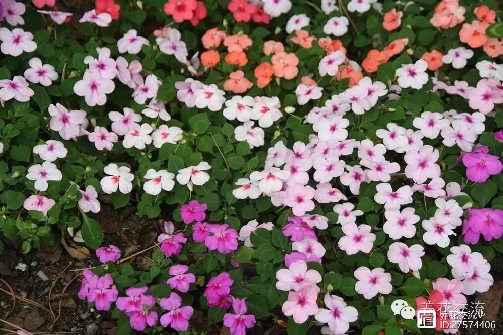 醉蝶花种植技术_醉蝶花种植方法全过程_醉蝶花的养殖方法