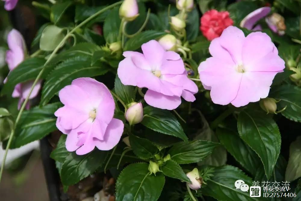 醉蝶花种植方法全过程_醉蝶花的养殖方法_醉蝶花种植技术