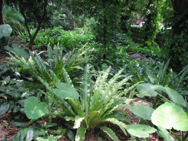 园艺｜40种耐阴植物，没有光照也能活！