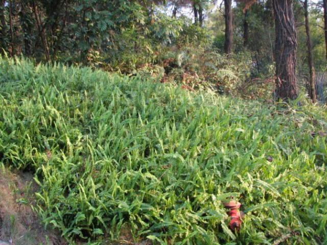 园艺｜40种耐阴植物，没有光照也能活！