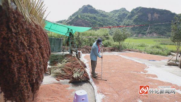 高粱红了 沅陵订单种植助致富