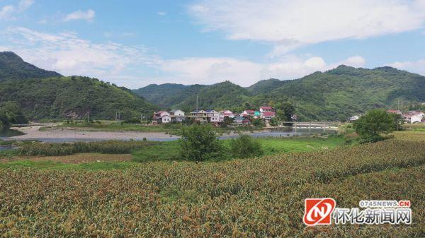 种植甜高粱上当受骗_种植甜高粱_甜高梁种植致富