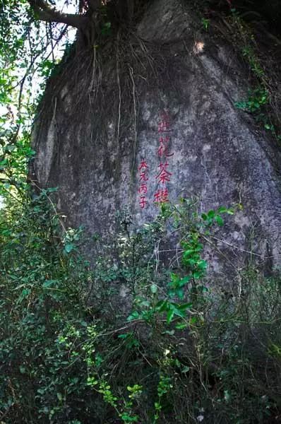 绿茶种植技术和管理_绿茶种植技术与管理_绿茶种植技术