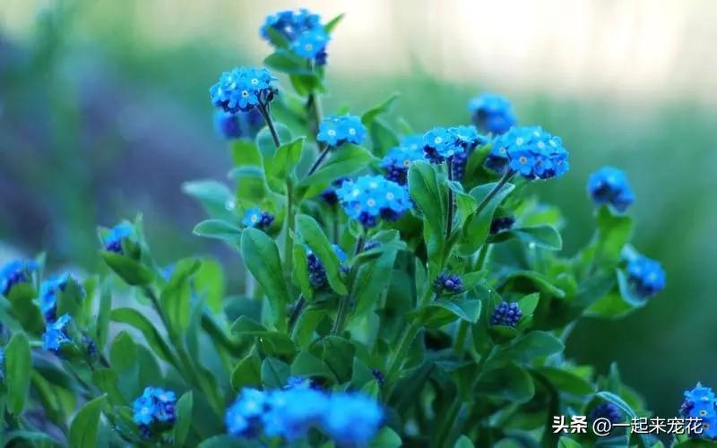 勿忘草种植技术_墨西哥玉米草种植方法_勿忘我的种植方法