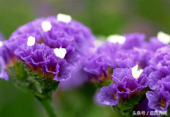 勿忘我和深波叶补血草_昆明黄莺草种植_勿忘草种植技术