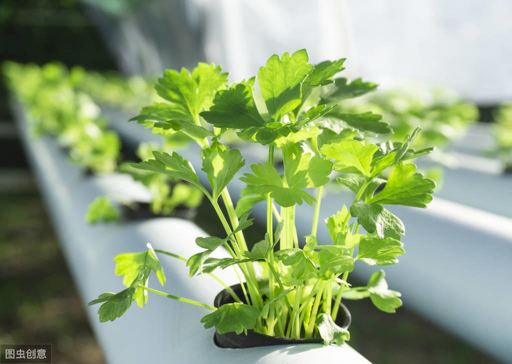 秋季大棚芹菜种植方法_大棚芹菜秋季种植技术_秋季芹菜大棚种植技术要点