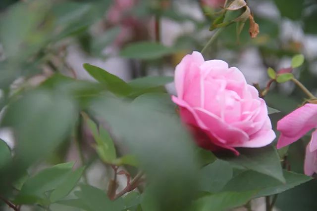 茶花养殖技术_养殖茶花技术与管理_养殖茶花技术要求