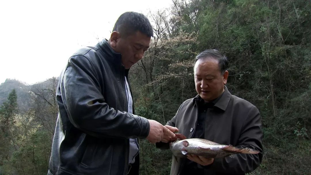 致富经虹鳟养殖_虹鳟养殖成本_致富养殖虹鳟鱼怎么样