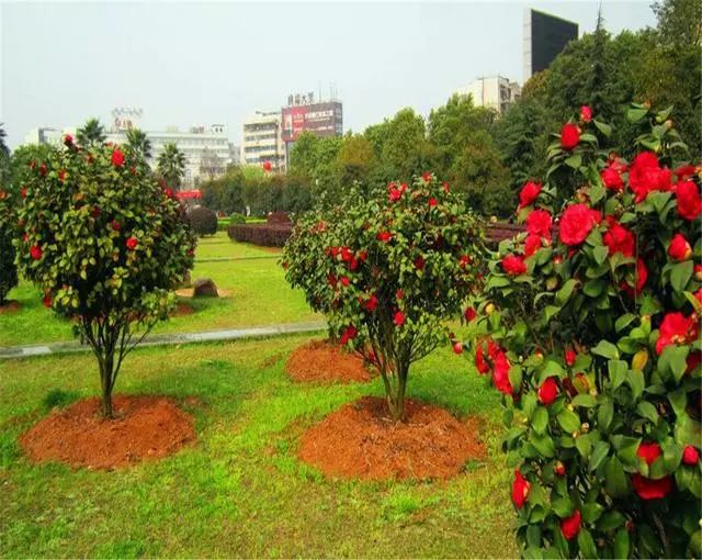 养殖茶花技术要求_养殖茶花的注意事项_茶花养殖技术