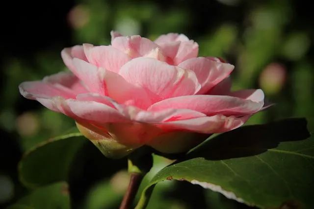 养殖茶花技术与管理_茶花养殖技术_养殖茶花技术视频