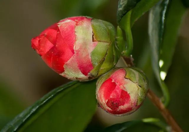 养殖茶花技术视频_养殖茶花技术与管理_茶花养殖技术