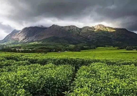 绿茶种植技术课件PPT_绿茶种植技术要点_绿茶种植技术