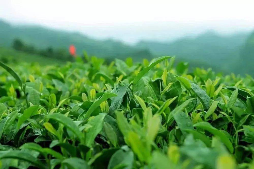 绿茶种植技术课件PPT_绿茶种植技术要点_绿茶种植技术