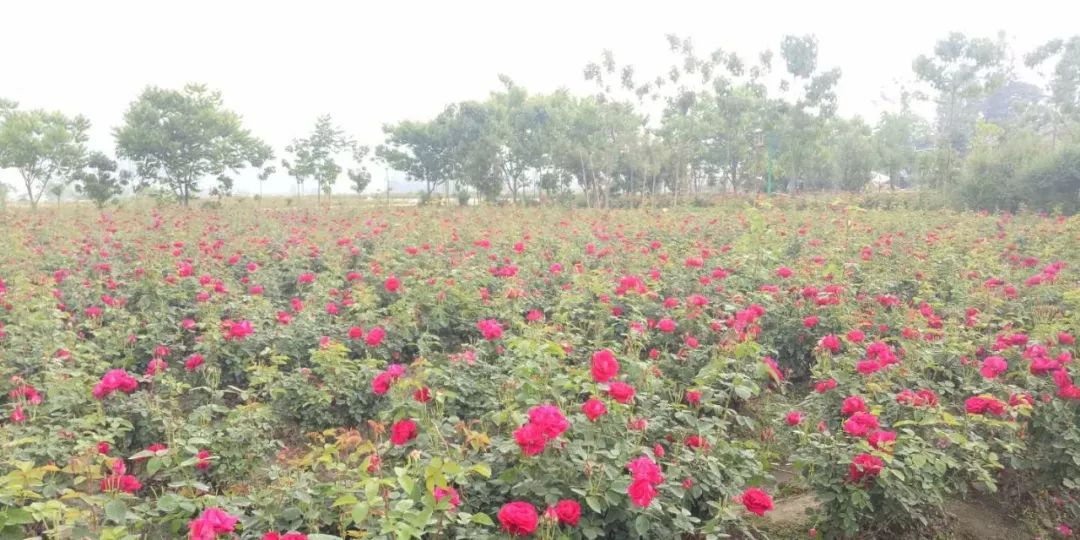 致富饼鲜花在线卖_致富饼鲜花在线卖赚钱吗_致富经在线卖鲜花饼