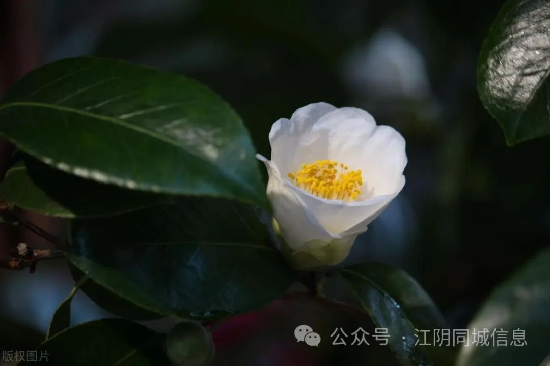 养殖茶花技术要求_茶花养殖技术_养殖茶花技术与管理