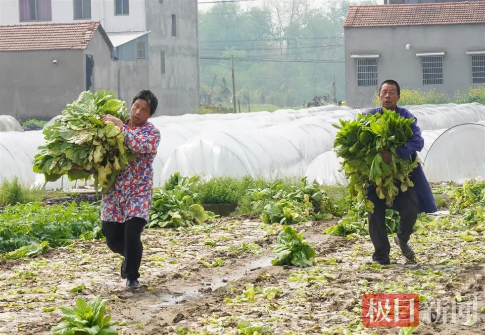 荆楚地理丨千余亩新洲莴苣，种出村民好日子，“蔬”写乡村振兴新画卷